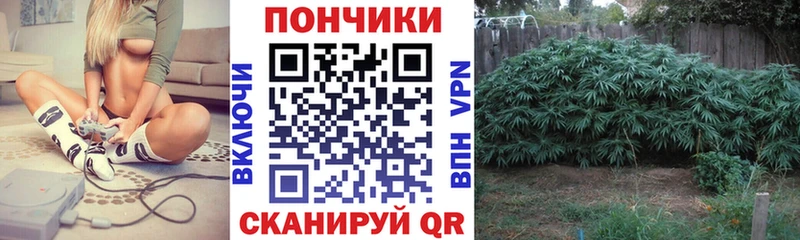 Купить где  Енисейск  Бошки Шишки гибрид 
